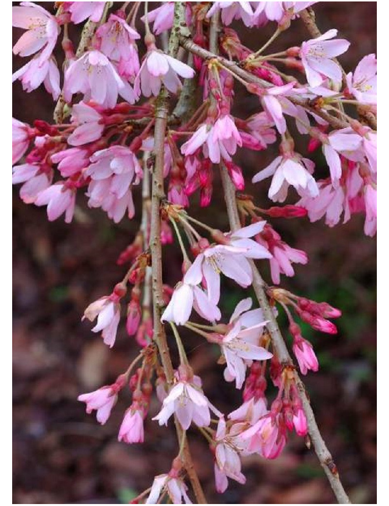 PRUNUS subhirtella PENDULA RUBRA