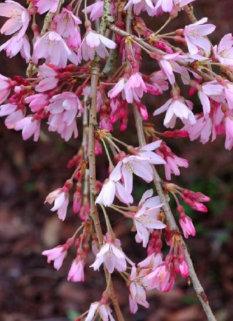 PRUNUS subhirtella PENDULA RUBRA