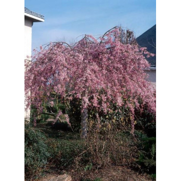 PRUNUS subhirtella PENDULA RUBRA