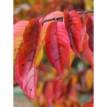 PRUNUS yedoensis