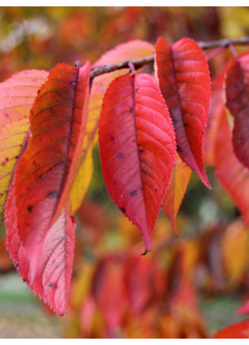 PRUNUS yedoensis