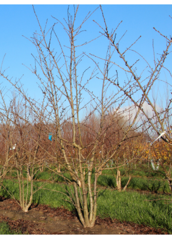 PRUNUS yedoensis