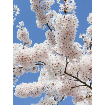 PRUNUS yedoensis