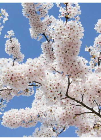 PRUNUS yedoensis