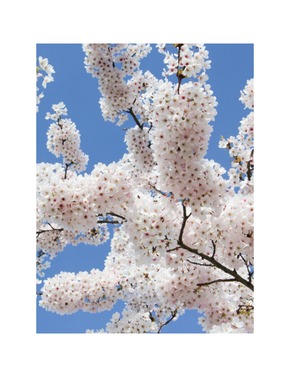 PRUNUS yedoensis