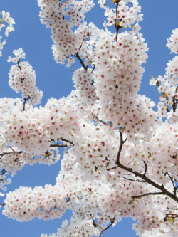 PRUNUS yedoensis
