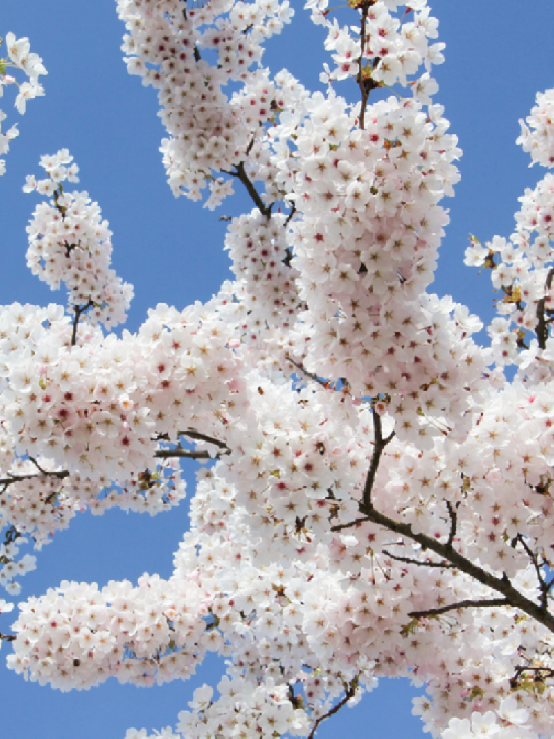 PRUNUS yedoensis