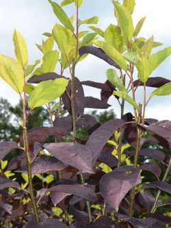 PRUNUS virginiana SCHUBERT