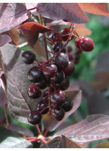 PRUNUS virginiana SCHUBERT