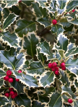 ILEX aquifolium ARGENTEA MARGINATA