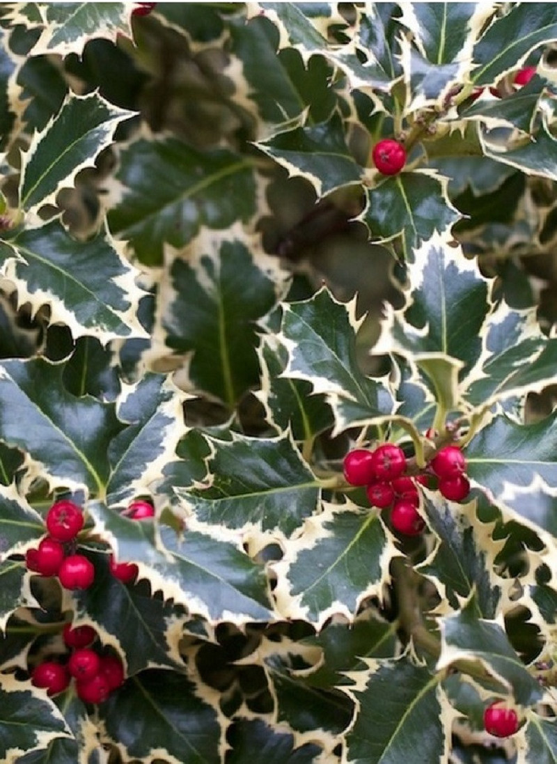 ILEX aquifolium ARGENTEA MARGINATA
