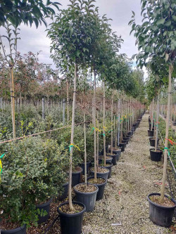 LIGUSTRUM japonicum En pot de 25-30 litres forme tige hauteur du tronc 180-200 cm