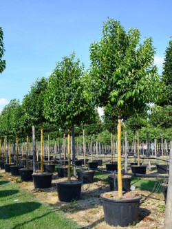 LIGUSTRUM japonicum En pot de 130-150 litres forme tige hauteur du tronc 180-200 cm