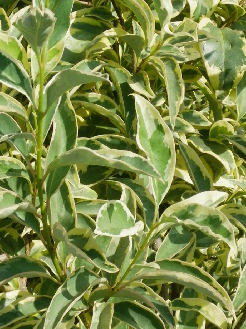 LIGUSTRUM japonicum EXCELSUM SUPERBUM