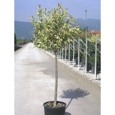 LIGUSTRUM japonicum EXCELSUM SUPERBUM