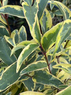 LIGUSTRUM japonicum EXCELSUM SUPERBUM
