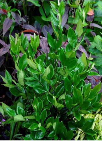 LIGUSTRUM japonicum TEXANUM