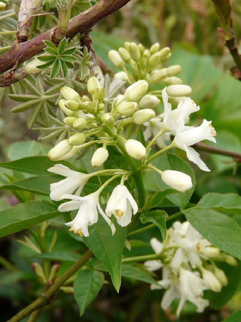 STAPHYLEA colchica