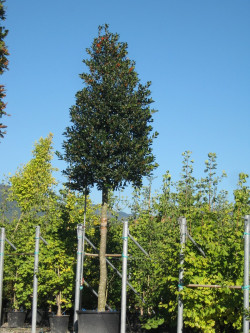 ILEX NELLIE R. STEVENS