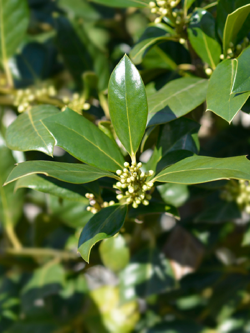 ILEX NELLIE R. STEVENS