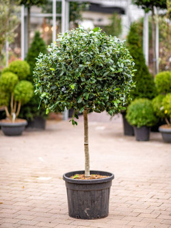 ILEX NELLIE R. STEVENS En pot forme tige hauteur du tronc 090-110 cm