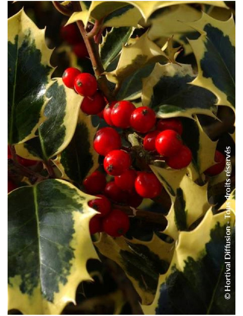 ILEX aquifolium MADAME BRIOT ILEX aquifolium MADAME BRIOT