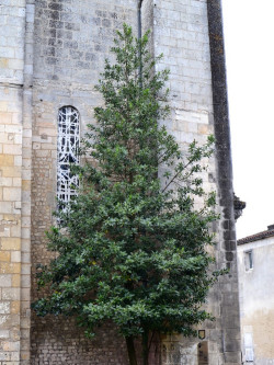 ILEX koehneana CASTANEIFOLIA