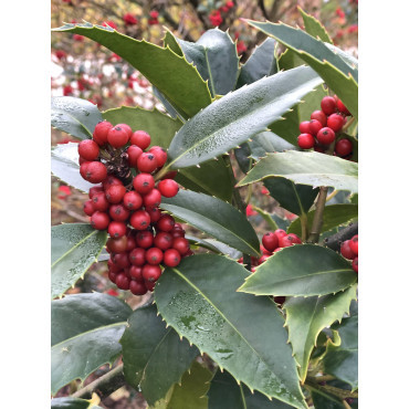 ILEX koehneana CASTANEIFOLIA