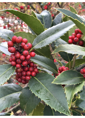 ILEX koehneana CASTANEIFOLIA