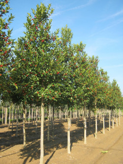 ILEX koehneana CASTANEIFOLIA