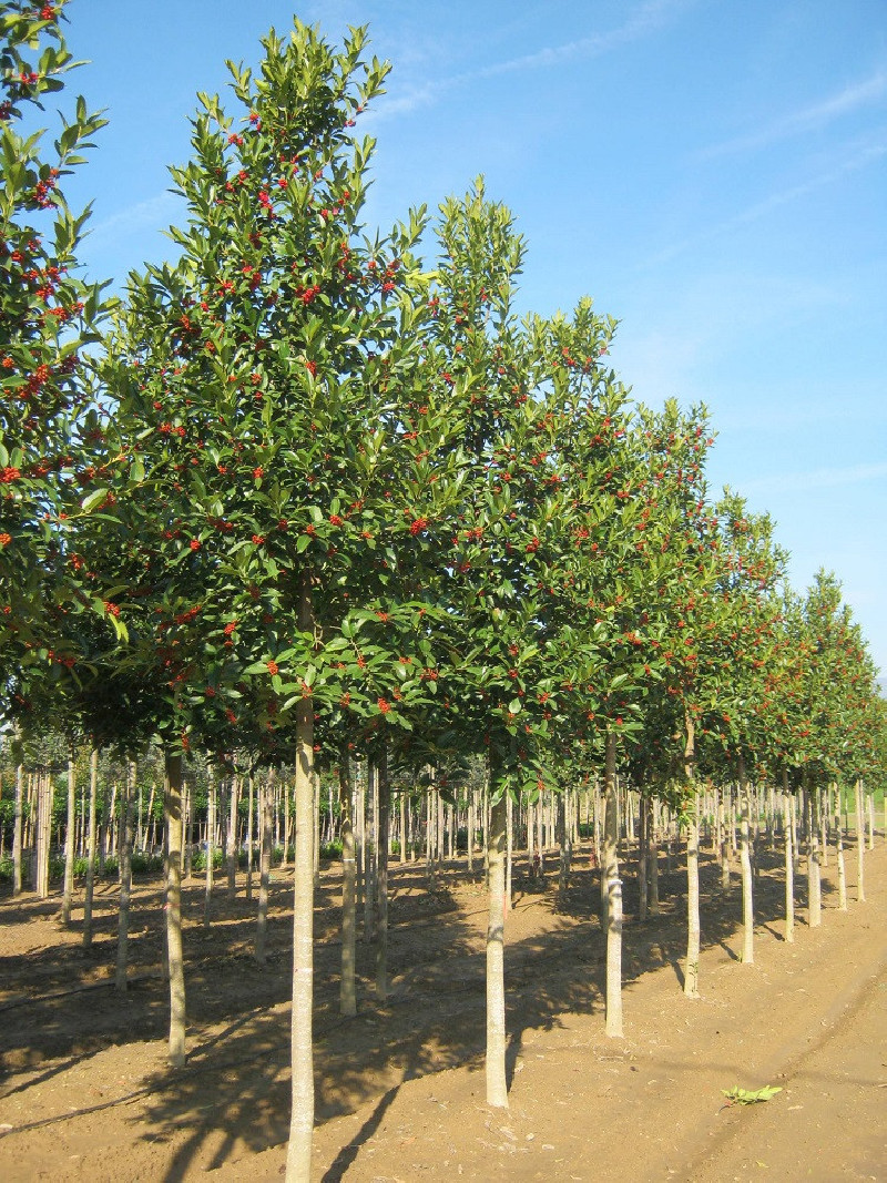 ILEX koehneana CASTANEIFOLIA