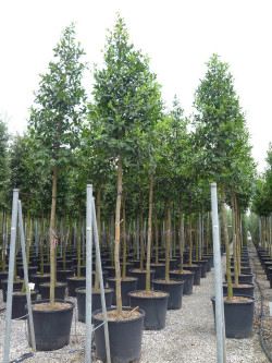 ILEX koehneana CASTANEIFOLIA