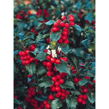 ILEX meserveae BLUE PRINCESS