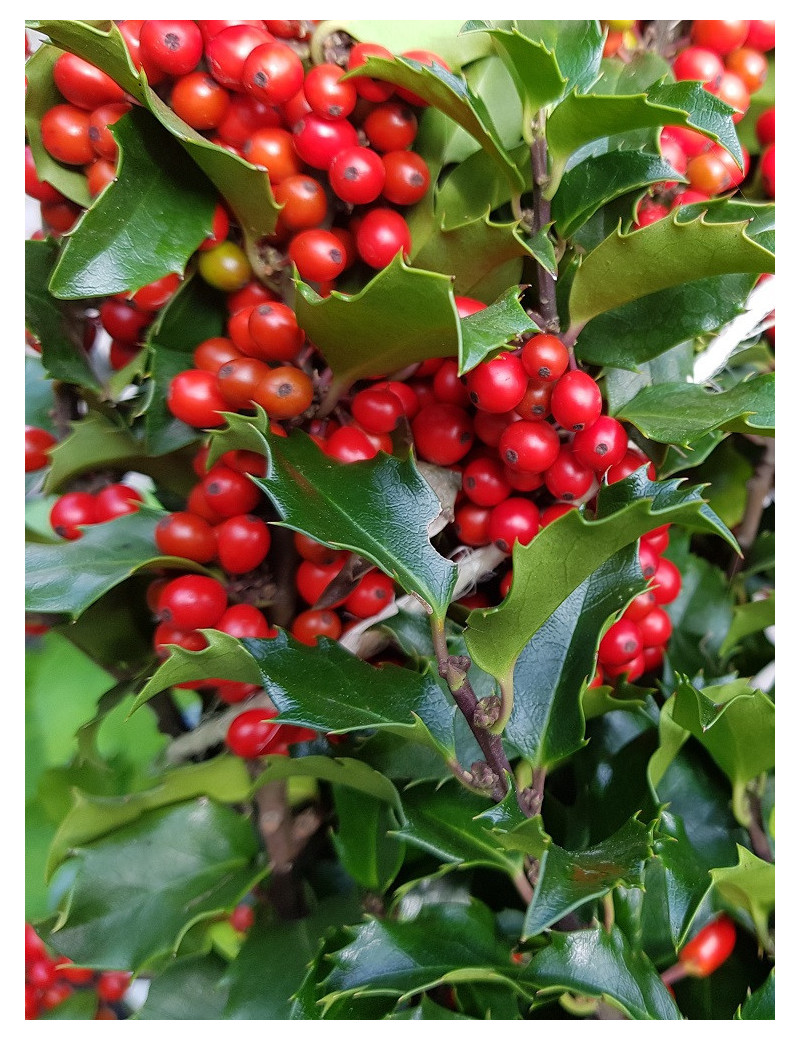 ILEX meserveae BLUE PRINCESS ILEX meserveae BLUE PRINCESS