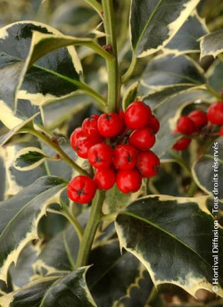 ILEX aquifolium ARGENTEA MARGINATA