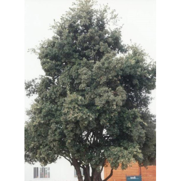 QUERCUS ilex