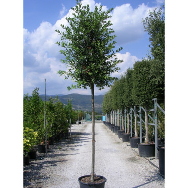 QUERCUS ilex