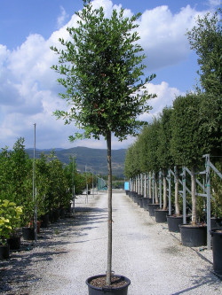 QUERCUS ilex