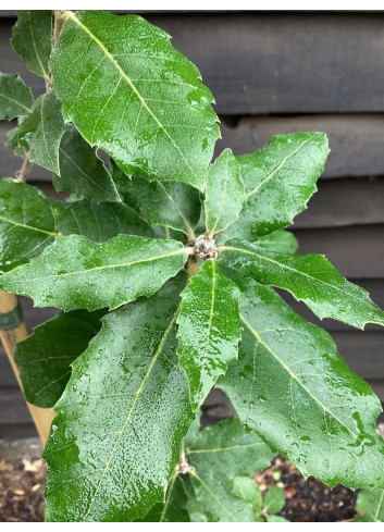 QUERCUS ilex