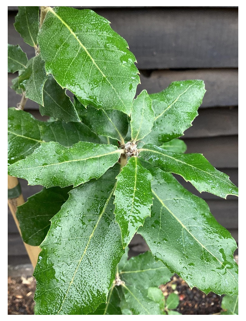 QUERCUS ilex