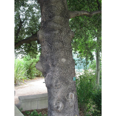 QUERCUS ilex