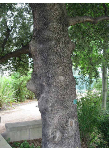 QUERCUS ilex