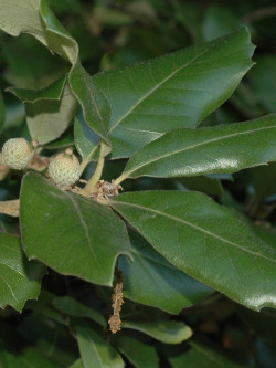 QUERCUS ilex