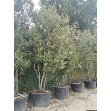 QUERCUS ilex