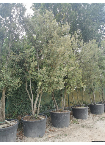 QUERCUS ilex