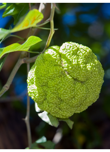 MACLURA pomifera