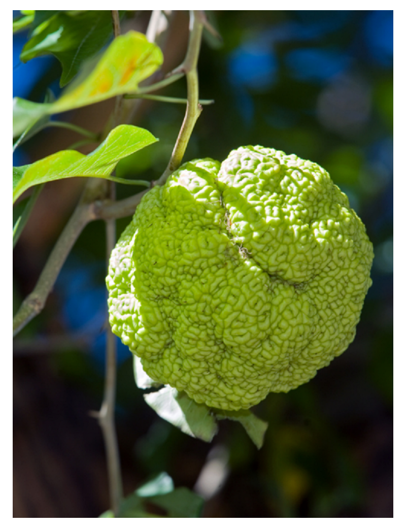 MACLURA pomifera