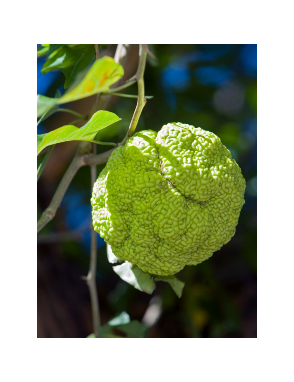 MACLURA pomifera