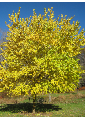 MACLURA pomifera