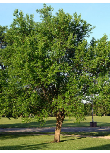 MACLURA pomifera